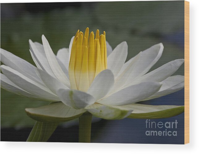 Water Llilies Wood Print featuring the photograph Water Lily #1 by Heiko Koehrer-Wagner