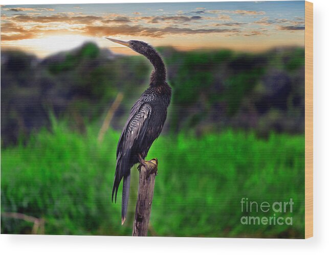 Anhinga Wood Print featuring the photograph Water Turkey by Gary Keesler