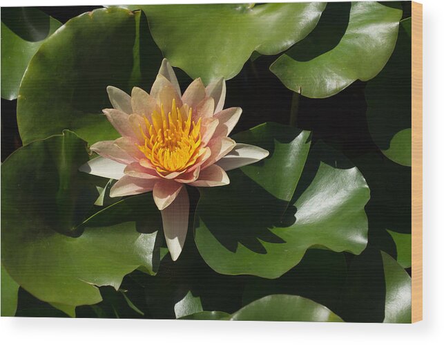 Georgia Mizuleva Wood Print featuring the photograph Exotic Colors - A Soft Coral Waterlily by Georgia Mizuleva