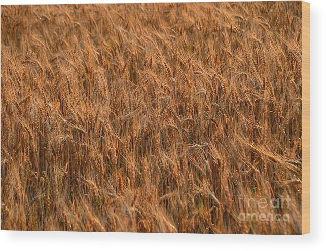 Wheat Wood Print featuring the photograph Wheat #1 by Randy J Heath