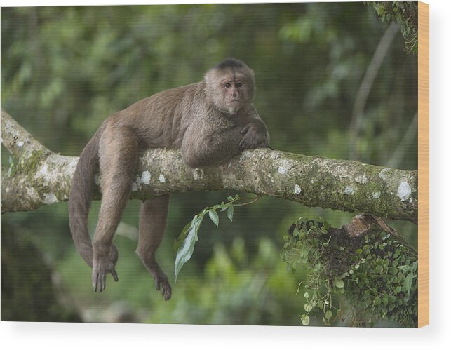 Pete Oxford Wood Print featuring the photograph White-fronted Capuchin Puerto #1 by Pete Oxford