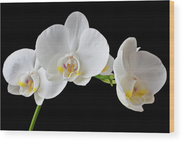 Black Background Wood Print featuring the photograph White Orchid #1 by Garry Gay