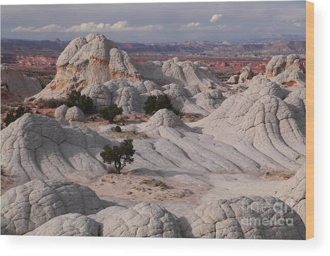 White Pocket Wood Print featuring the photograph White Pocket #1 by Bill Singleton