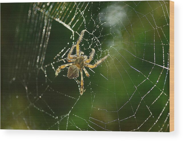 Garden Spider Wood Print featuring the photograph Wicked Web #1 by Fraida Gutovich