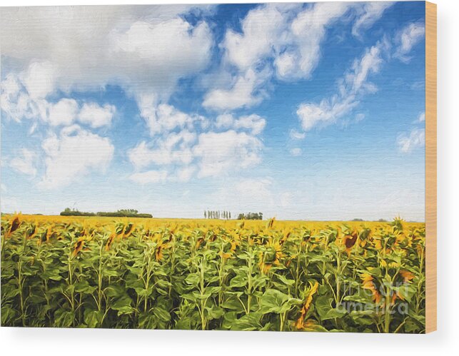 Agriculture Wood Print featuring the photograph Wide open fields of sunflowers/ Digital painting by Sandra Cunningham