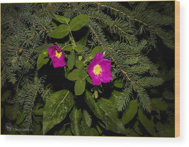 Flowers Wood Print featuring the photograph Wild Roses #1 by Fred Denner