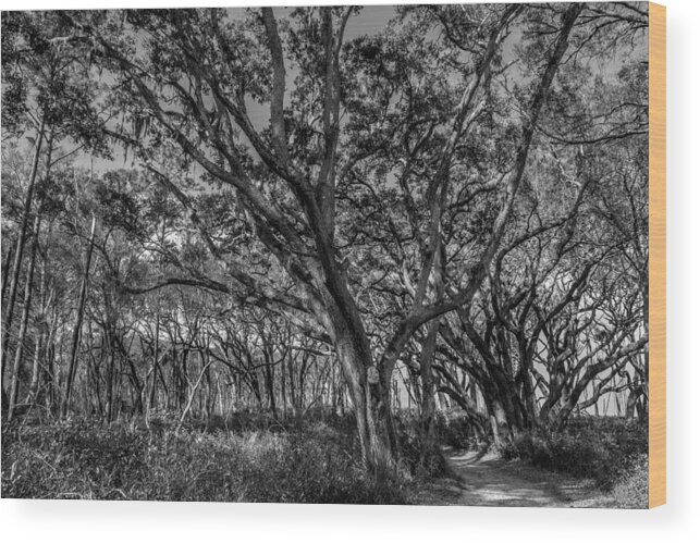Trees Wood Print featuring the photograph Wind Swept Trees #1 by Christopher Perez
