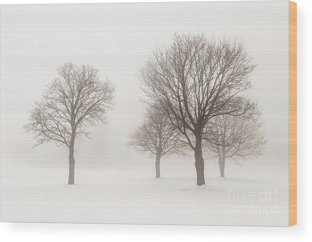 Trees Wood Print featuring the photograph Winter trees in fog 9 by Elena Elisseeva