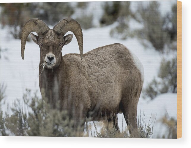 Animal Photography Framed Prints Wood Print featuring the photograph Yellowstone Ram #1 by David Yack