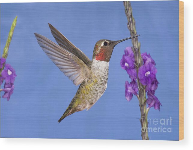Anna's Hummingbird Wood Print featuring the photograph Annas Hummingbird #10 by Anthony Mercieca