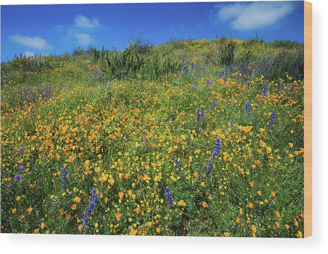 Photography Wood Print featuring the photograph California Poppies Eschscholzia #10 by Panoramic Images