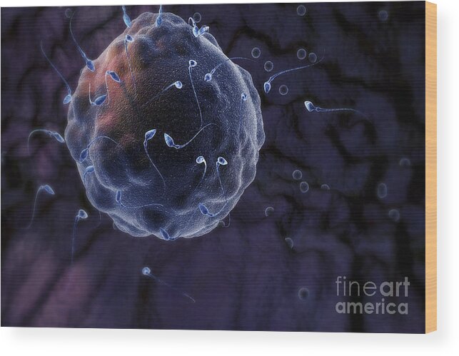 Human Anatomy Wood Print featuring the photograph Fertilization #10 by Science Picture Co