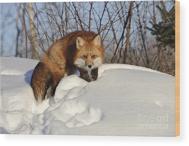 Minnesota Fauna Wood Print featuring the photograph Red Fox #10 by John Shaw