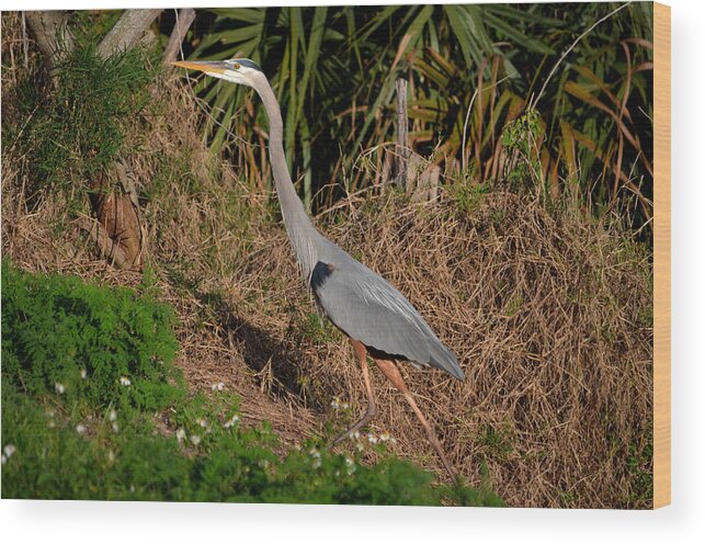  Wood Print featuring the photograph 11- Great Blue Heron by Joseph Keane