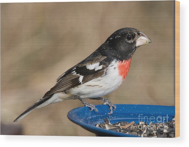 Rose-breasted Grosbeak Wood Print featuring the photograph Male Rose-breasted Grosbeak #11 by Linda Freshwaters Arndt