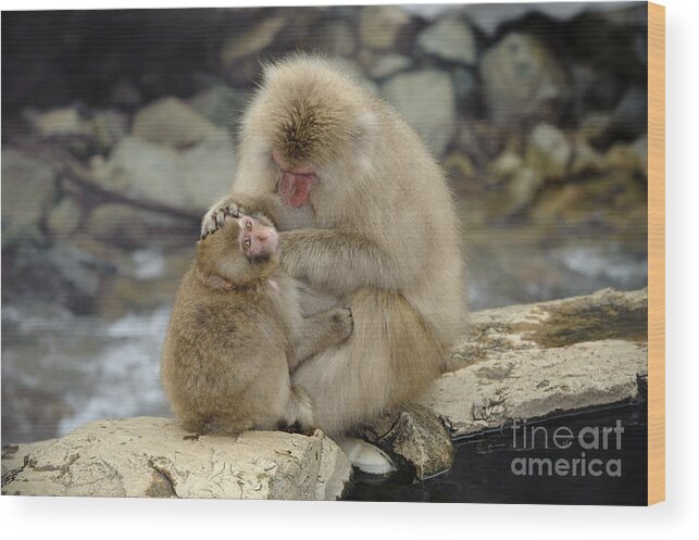 Japanese Macaque Wood Print featuring the photograph Snow Monkeys #11 by John Shaw