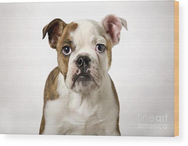 English Bulldog Wood Print featuring the photograph 110307p153 by Arterra Picture Library