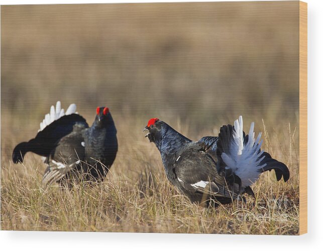 Black Grouse Wood Print featuring the photograph 110714p175 by Arterra Picture Library