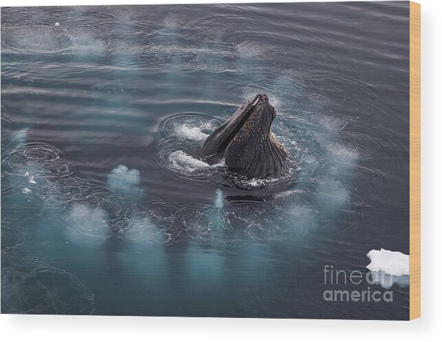 Humpback Whale Wood Print featuring the photograph 111130p126 by Arterra Picture Library