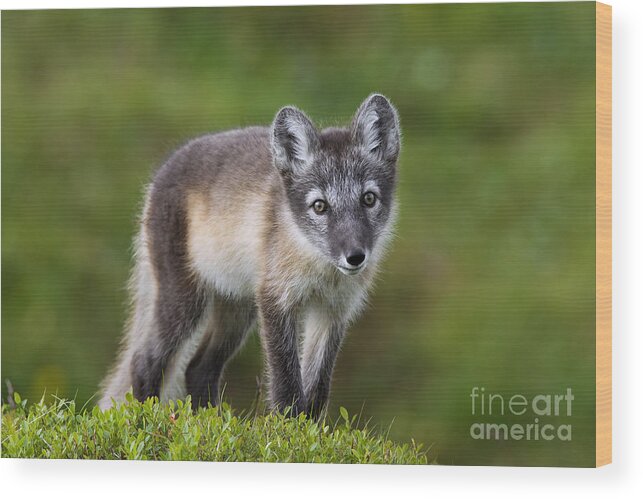 Arctic Fox Wood Print featuring the photograph 111216p021 by Arterra Picture Library
