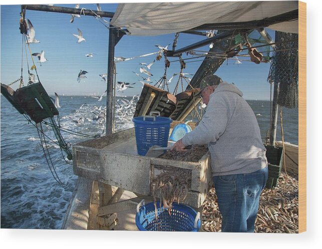 Human Wood Print featuring the photograph Shrimp Fishing #12 by Jim West