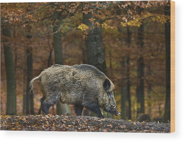 Wild Boar Wood Print featuring the photograph Big Wild Boar in Fall Forest by Arterra Picture Library