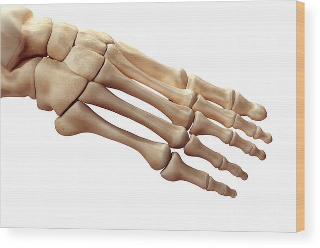 3d Model Wood Print featuring the photograph Foot Bones #13 by Science Picture Co