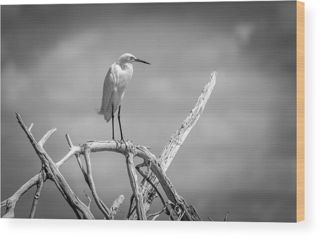 Birds Wood Print featuring the photograph Snowy Egret #13 by Bill Martin