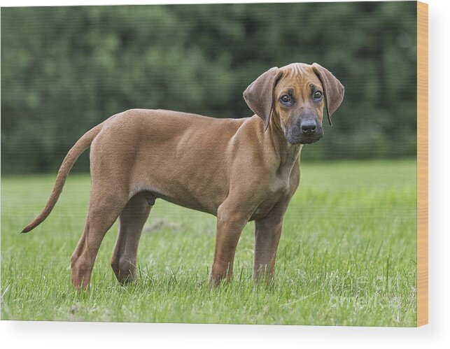 Rhodesian Ridgeback Wood Print featuring the photograph 130918p304 by Arterra Picture Library