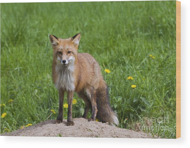 Red Fox Wood Print featuring the photograph 131018p141 by Arterra Picture Library