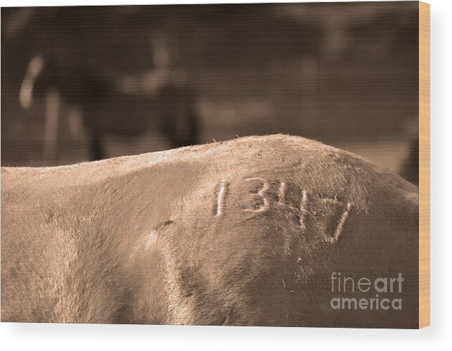 Rtf Ranch Wood Print featuring the photograph 1347 Mustang Sepia by Heather Kirk