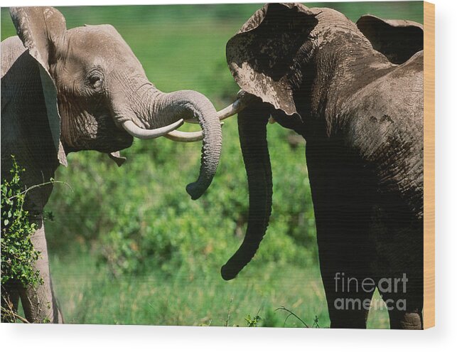 Animal Wood Print featuring the photograph African Elephants #14 by Art Wolfe
