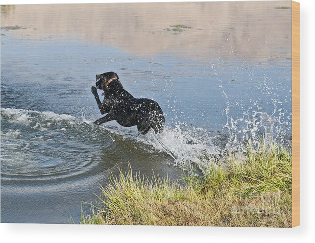 Labrador Retriever Wood Print featuring the photograph Black Labrador Retriever #14 by William H. Mullins