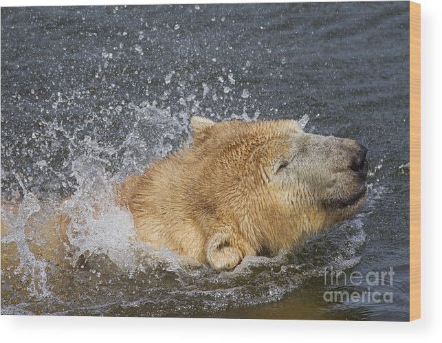 Polar Bear Wood Print featuring the photograph 140314p043 by Arterra Picture Library