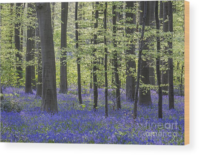 Bluebells Wood Print featuring the photograph 140420p059 by Arterra Picture Library