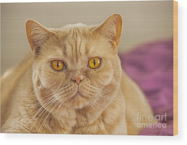 British Shorthair Wood Print featuring the photograph 140420p087 by Arterra Picture Library