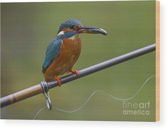 Common Kingfisher Wood Print featuring the photograph 140915p058 by Arterra Picture Library