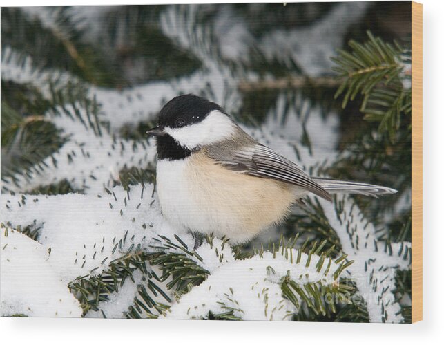 North America Wood Print featuring the photograph Black-capped Chickadee #15 by Linda Freshwaters Arndt