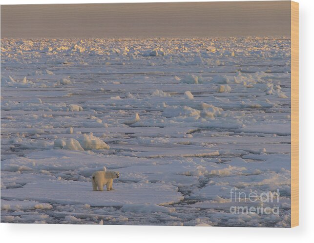 Polar Bear Wood Print featuring the photograph 150112p167 by Arterra Picture Library
