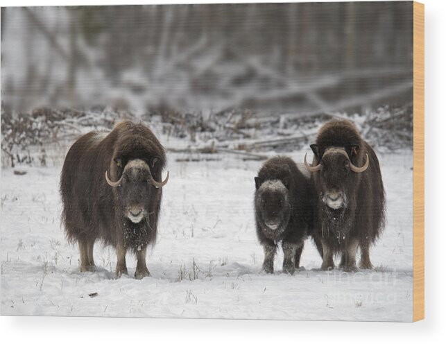 Nature Wood Print featuring the photograph Muskox #17 by Mark Newman