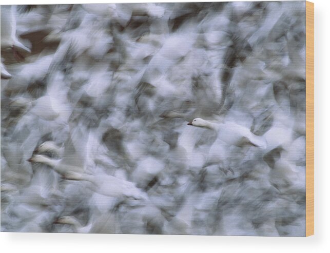 00220871 Wood Print featuring the photograph Snow Geese Taking Flight by Tom Vezo
