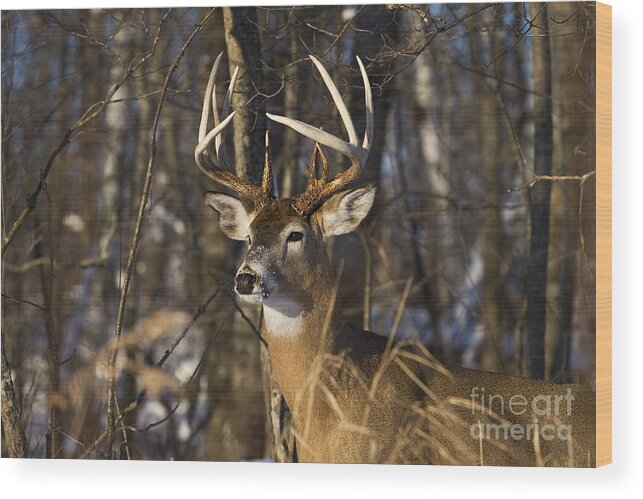 Nature Wood Print featuring the photograph White-tailed Deer In Winter #18 by Linda Freshwaters Arndt
