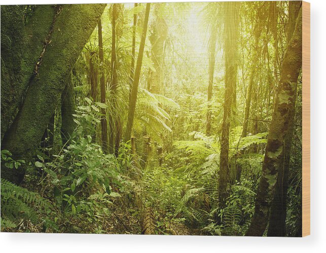 Beauty Wood Print featuring the photograph Forest light #19 by Les Cunliffe