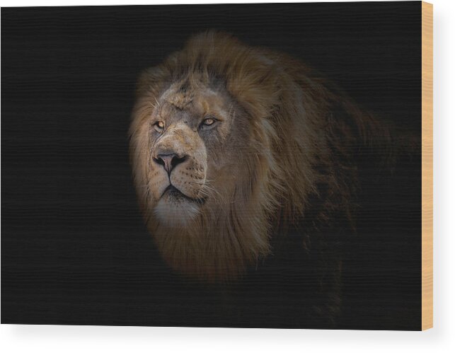 Africa Wood Print featuring the photograph African Lion by Peter Lakomy