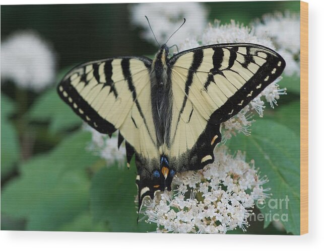 Butterflies Wood Print featuring the photograph Afternoon #2 by Joseph Yarbrough