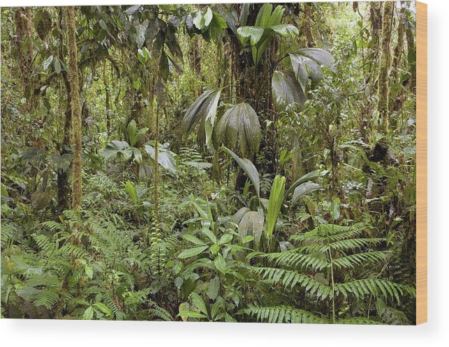 Plant Wood Print featuring the photograph Amazon Rainforest by Dr Morley Read/science Photo Library