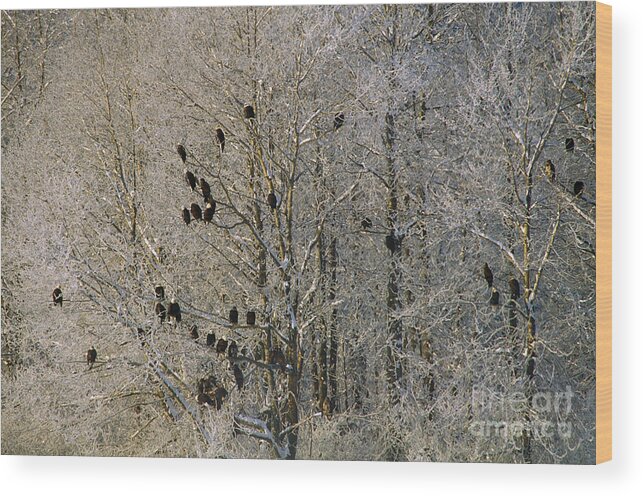 Animal Wood Print featuring the photograph Bald Eagles #2 by Ron Sanford