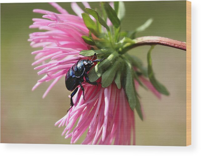 Flora Wood Print featuring the photograph Beetle #2 by Heike Hultsch