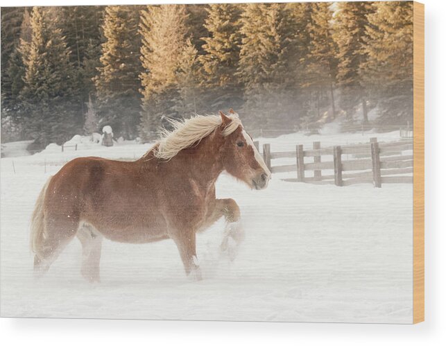 Action Wood Print featuring the photograph Belgian Horse Roundup In Winter #2 by Adam Jones