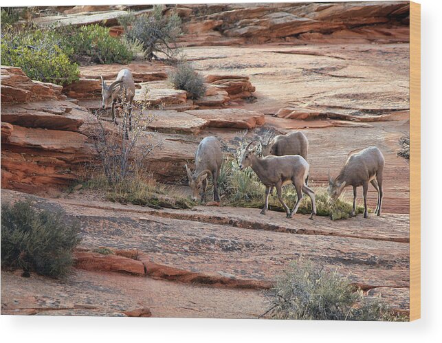 Big Horn Wood Print featuring the photograph Big Horn Zion National Park UT #2 by Susan Jensen